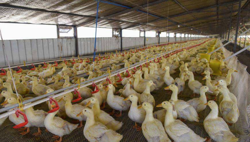 家禽养殖生产企业管理解决方案，管家婆工贸pro,家禽养殖生产企业系统